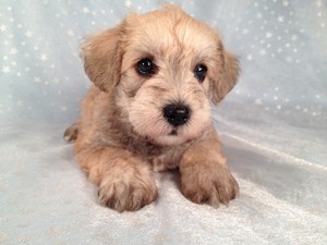 Male Schnoodle puppy for sale, Iowa breeder of 18 years